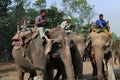 Mahuts on an elephant safari at Chitwan national park in Nepal have a lunch break Royalty Free Stock Photo