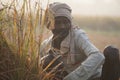 Chitwan Nepal November 10 2020 : Nepali migrant worker working in the farmland from Chitwan Nepal Royalty Free Stock Photo