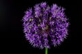 Chive (Allium schoenoprasum) Royalty Free Stock Photo