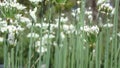 Chive Blooming Flowers Royalty Free Stock Photo