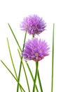 Chive Flower Royalty Free Stock Photo