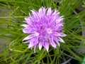 Chive Flower Close-up Royalty Free Stock Photo