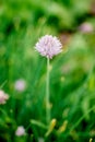 Chive flower Royalty Free Stock Photo