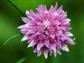 Chive flower Royalty Free Stock Photo