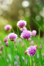 Chive Flowers Royalty Free Stock Photo