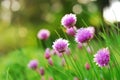 Chive Flowers Royalty Free Stock Photo