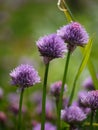 Chive flowers