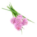 Chive Flowers Isolated on White Background Royalty Free Stock Photo