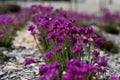 Chive flowers