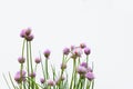 Chive flowers on white background Royalty Free Stock Photo