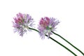 Chive Flowers