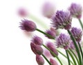 Chive Herb Flowers Royalty Free Stock Photo