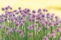 Chive herb flowers on beautiful bokeh background Royalty Free Stock Photo