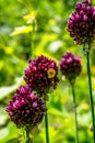 Chive herb flowers