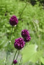 Chive herb flowers on bokeh background Royalty Free Stock Photo