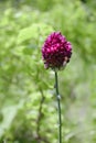 Chive herb flowers on bokeh background