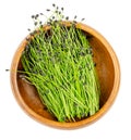 Chive microgreens, shoots of Allium schoenoprasum in a wooden bowl