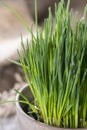 Chive plant (close-up shot) Royalty Free Stock Photo