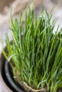 Chive plant (close-up shot) Royalty Free Stock Photo