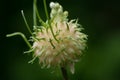 Chive seed pod Royalty Free Stock Photo