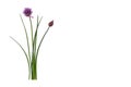 Chive stalks and flowers isolated on white background with copy space on right Royalty Free Stock Photo