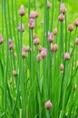 Chives