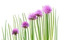 Chives