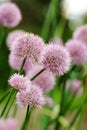 Chives