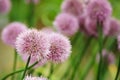 Chives