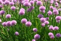 Chives Royalty Free Stock Photo