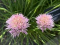 Chives Allium schoenoprasum, Cive, Onion Grass, Schnittlauch. Graslauch, Binsenlauch, Brislauch, Grusenich, Jakobszwiebel