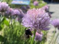 Chives Allium schoenoprasum, Cive, Onion Grass, Schnittlauch. Graslauch, Binsenlauch, Brislauch, Grusenich, Jakobszwiebel