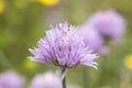 Chives beautiful flowers close up