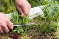 Chives being harvested - close-up