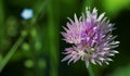 Chives Bloom Royalty Free Stock Photo