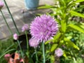 Chives in bloom in the garden Royalty Free Stock Photo