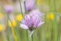 Chives blossoms