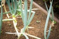 Chives with blurred garden background. Illuminated by the Sun. Species Allium Schoenoprasum Royalty Free Stock Photo