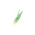 Chives. Bunch of green chives. Fresh green onions. Vitamin vegetable