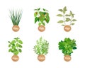 Chives and Chile Collection Vector Illustration