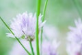 Chives, nature herb Royalty Free Stock Photo