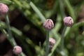 A flowering chive plant. Chives is a species of flowering plant that produces edible leaves and flowers. Royalty Free Stock Photo