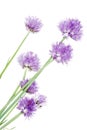 Chives decorative flowers