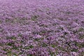 Chives field so beautiful colored purple Royalty Free Stock Photo
