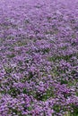 Chives field so beautiful colored purple