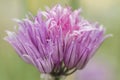 Chives flavoring plant flowering close up