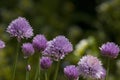 Chives in flower, Allium schoenoprasum