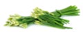 Chives flower or Chinese Chive on white background