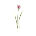 Chives flower. Wild floral plant on stem with leaf. Botanical drawing of blossomed wildflower. Blooming meadow herb