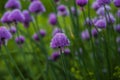 Chives